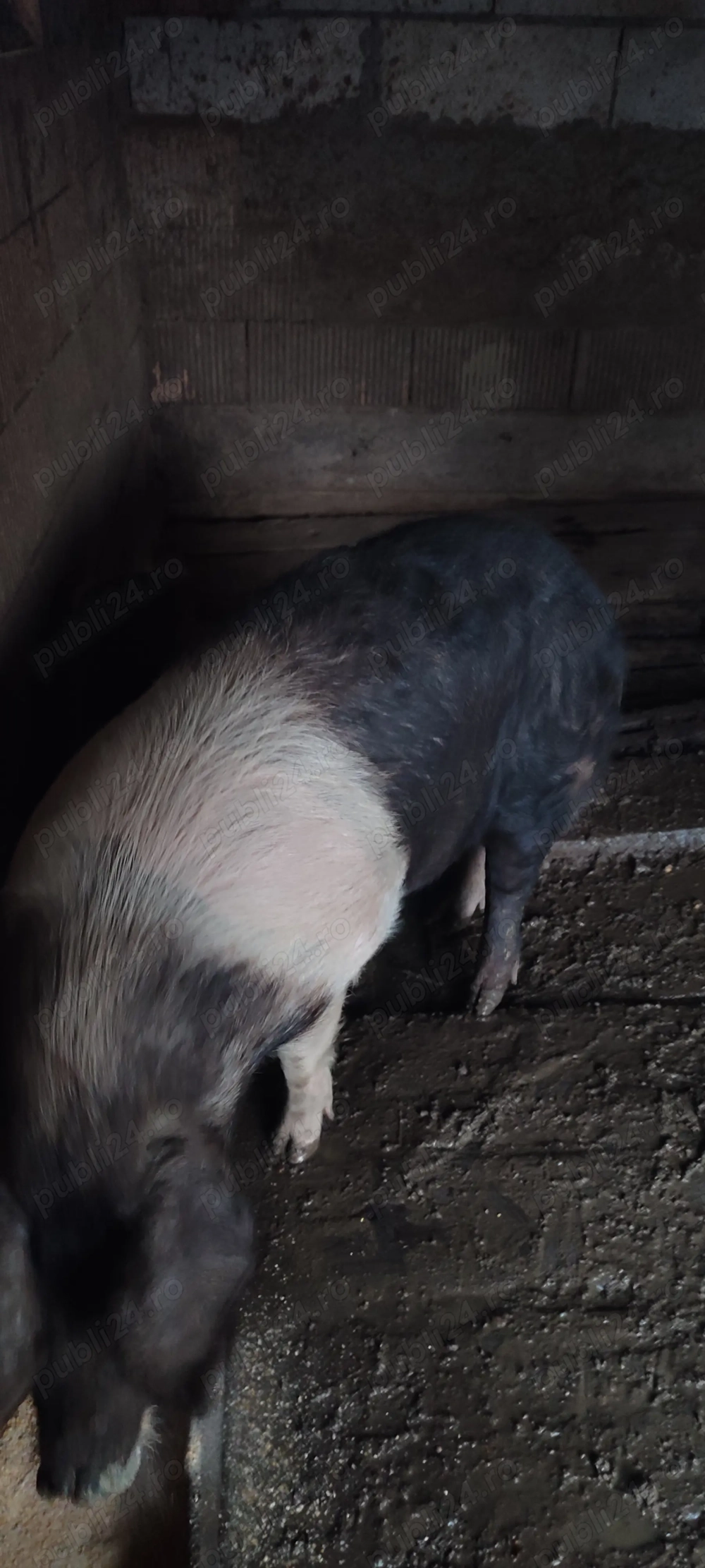 Porc de vânzare 150-170 kg, crescuți natural 