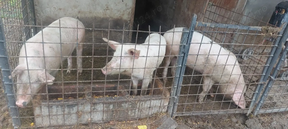 Disponibil o purcica și un porc