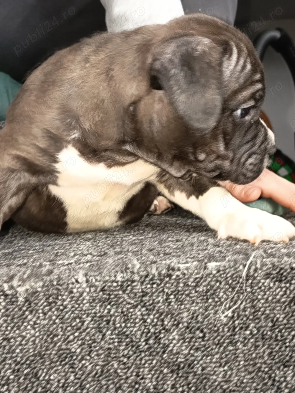 American bully pocket pui