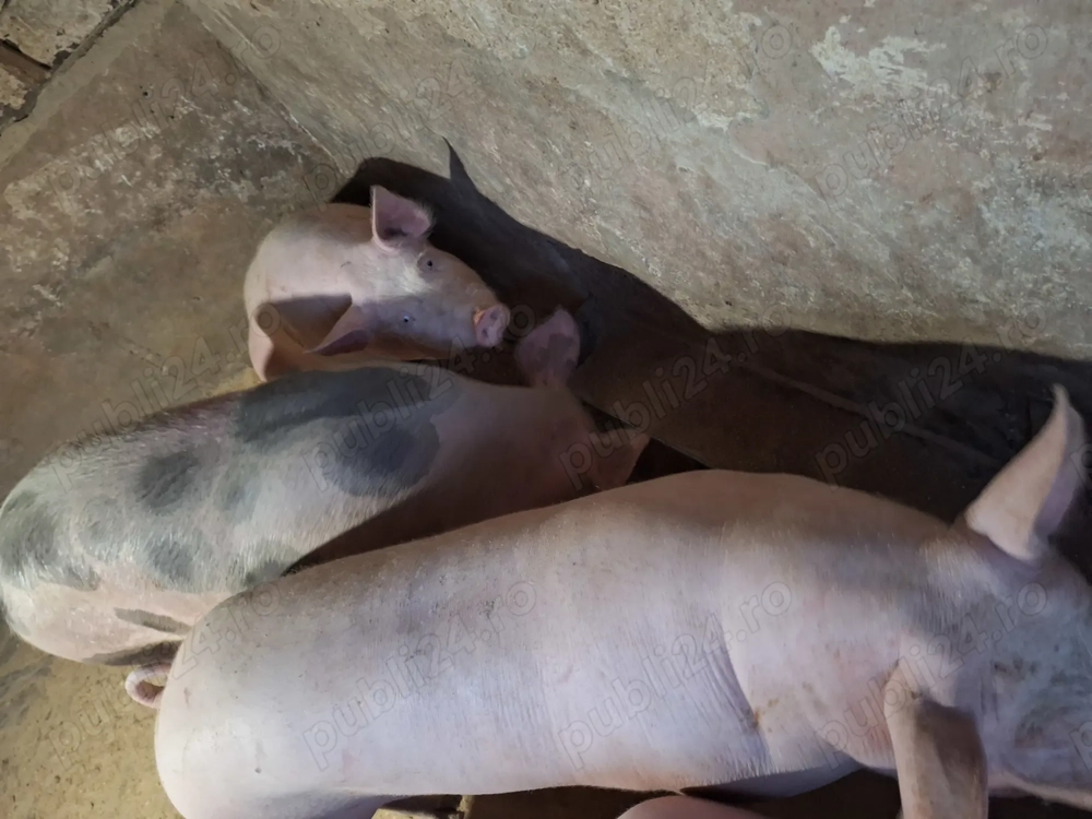 Vand 2 porci de tara nu sunt de ferma