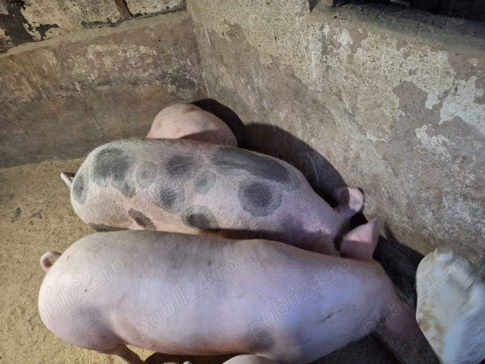 Vand 2 porci nu sunt de ferma zona Blejoi 