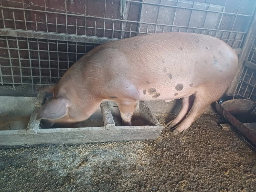 Vand porc crescut în gospodărie!Greutate in jur de80 kg,pret:1500 lei sau 18 lei pe cantar 