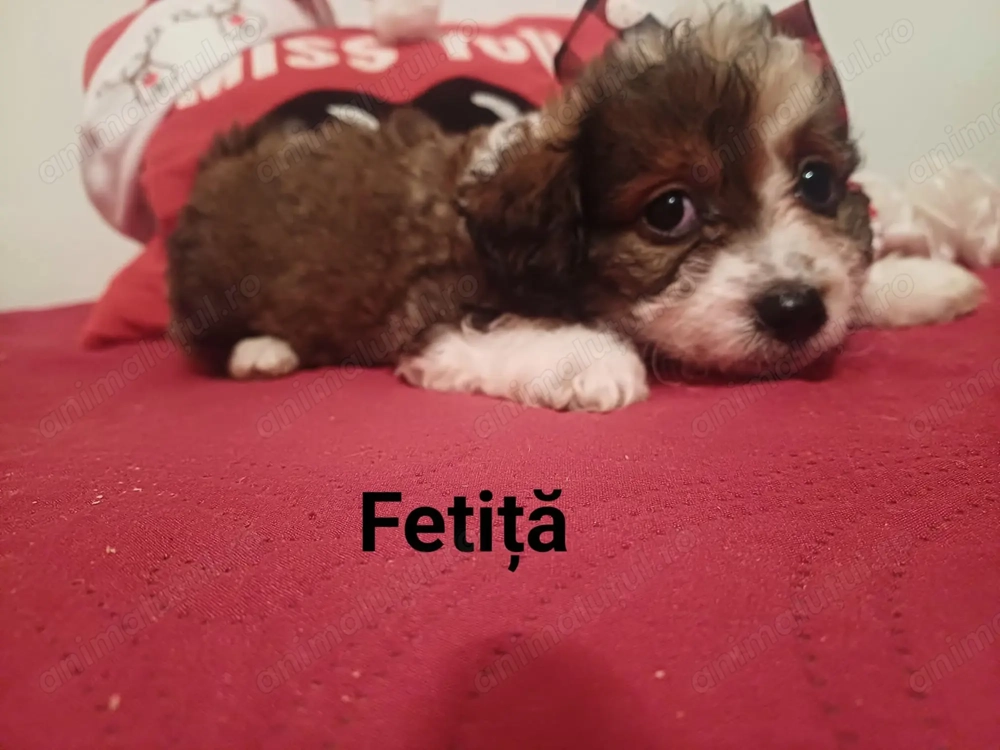 Bishon,fetiță