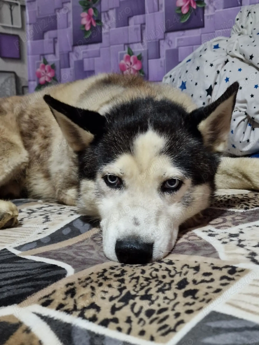 Donez husky siberian 
