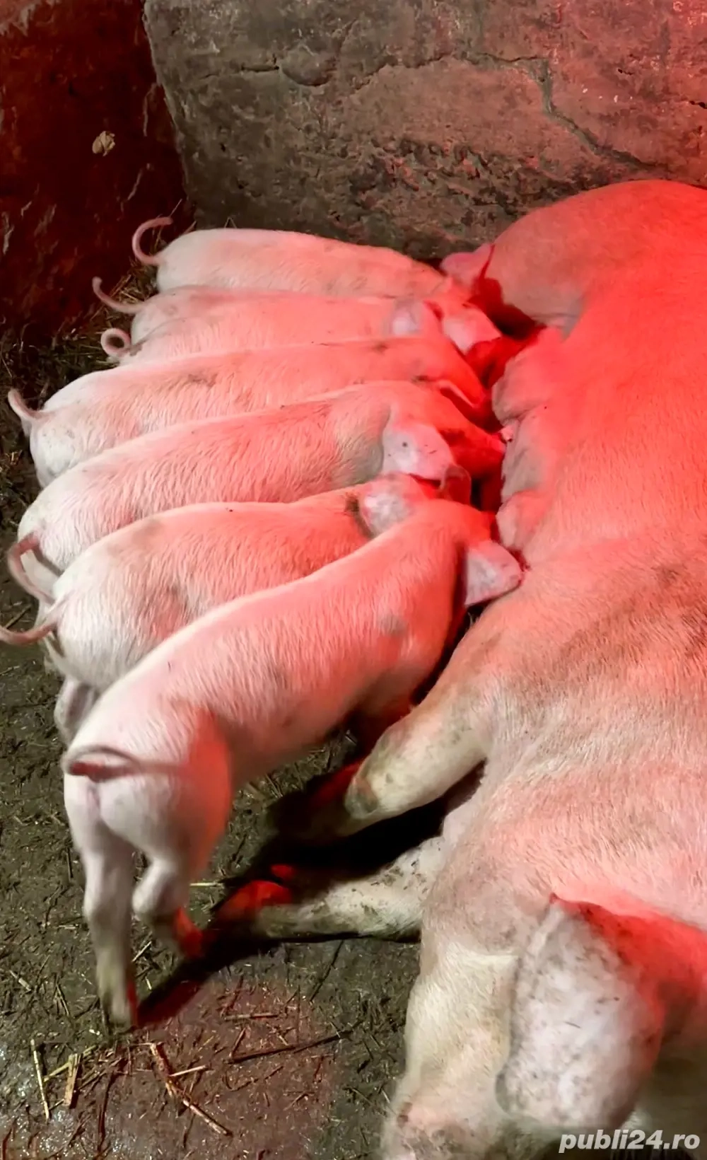 Purcei de vânzare   URGENT   preț negociabil