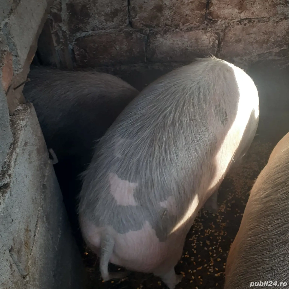 Porci ptr sacrificat