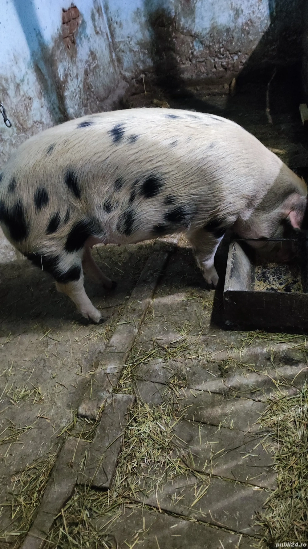 Vand o purcea de aproximativ 130 kg.