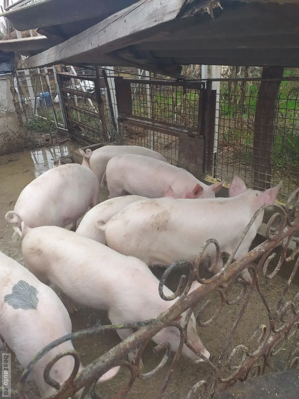 de vânzarea crescut in gospodărie proprie 