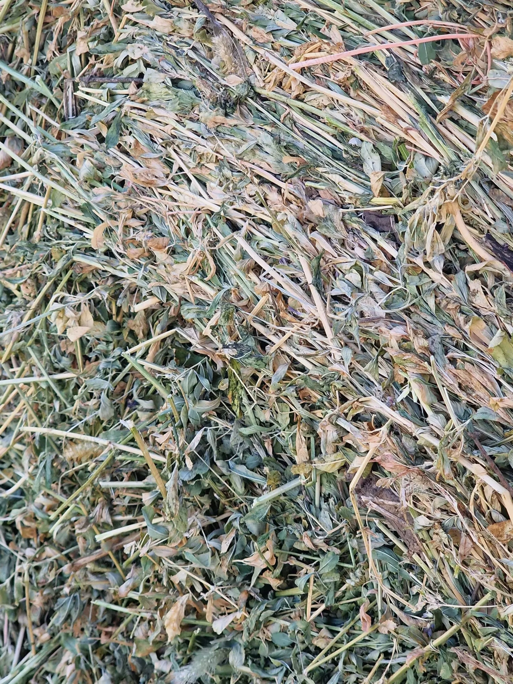 Vindem baloti lucernă super calitate