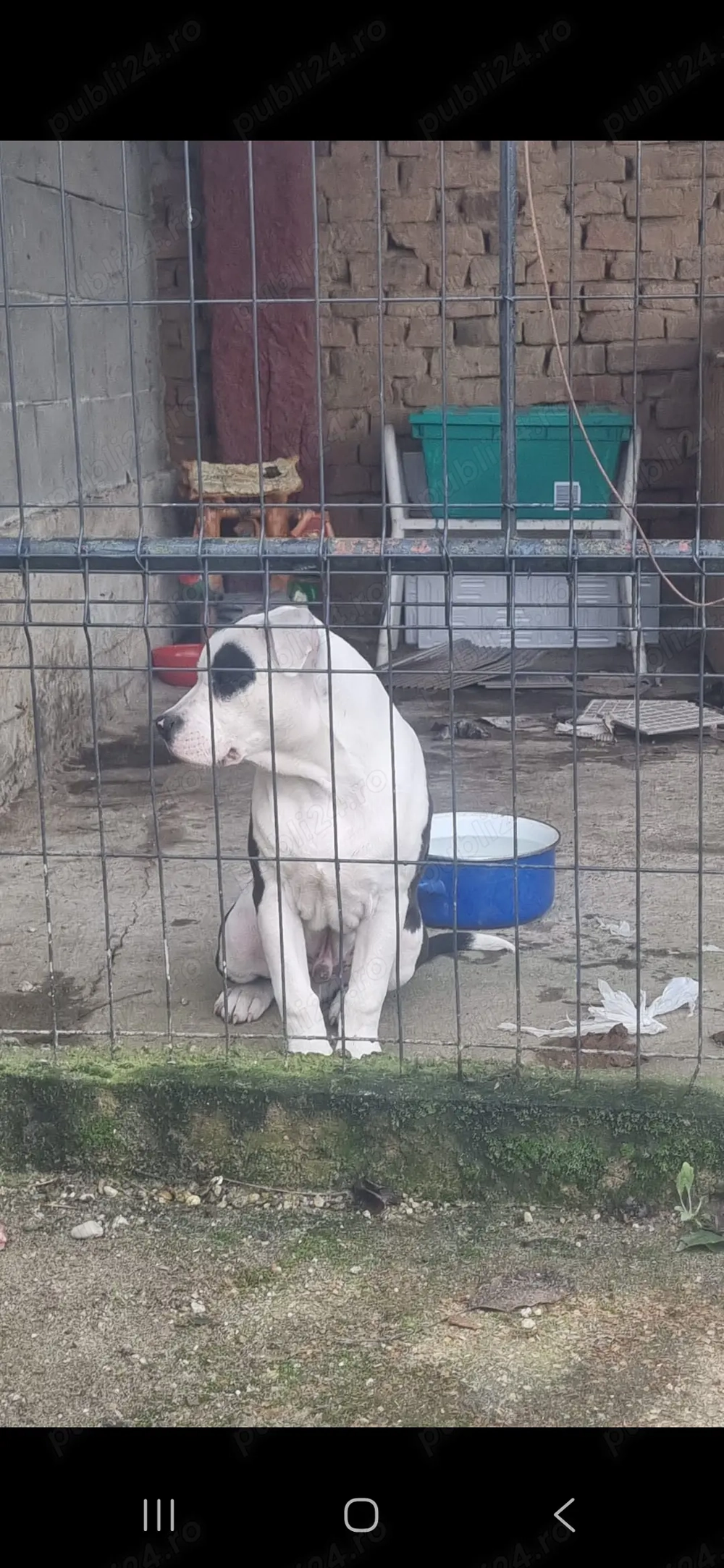 Vand Amstaf  de 4 luni