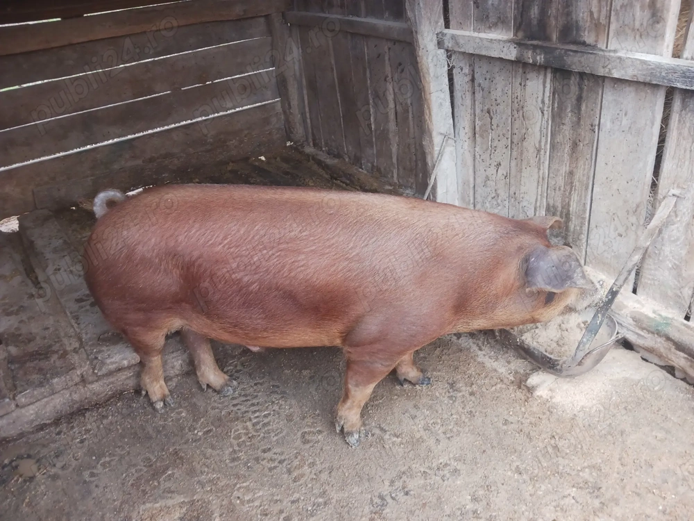 Porci și scrofițe duroc originali 