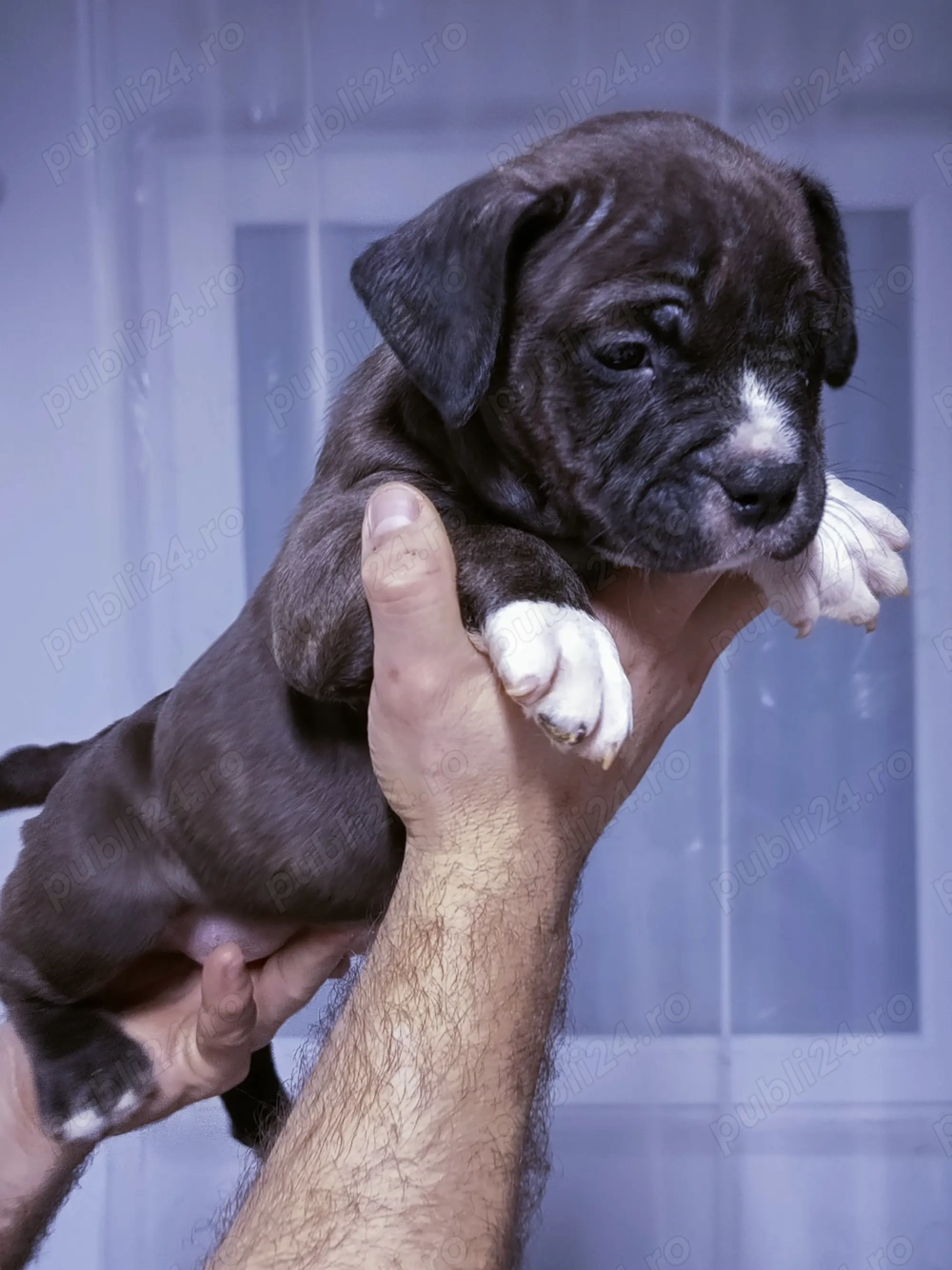 Căței de american bulli poket 