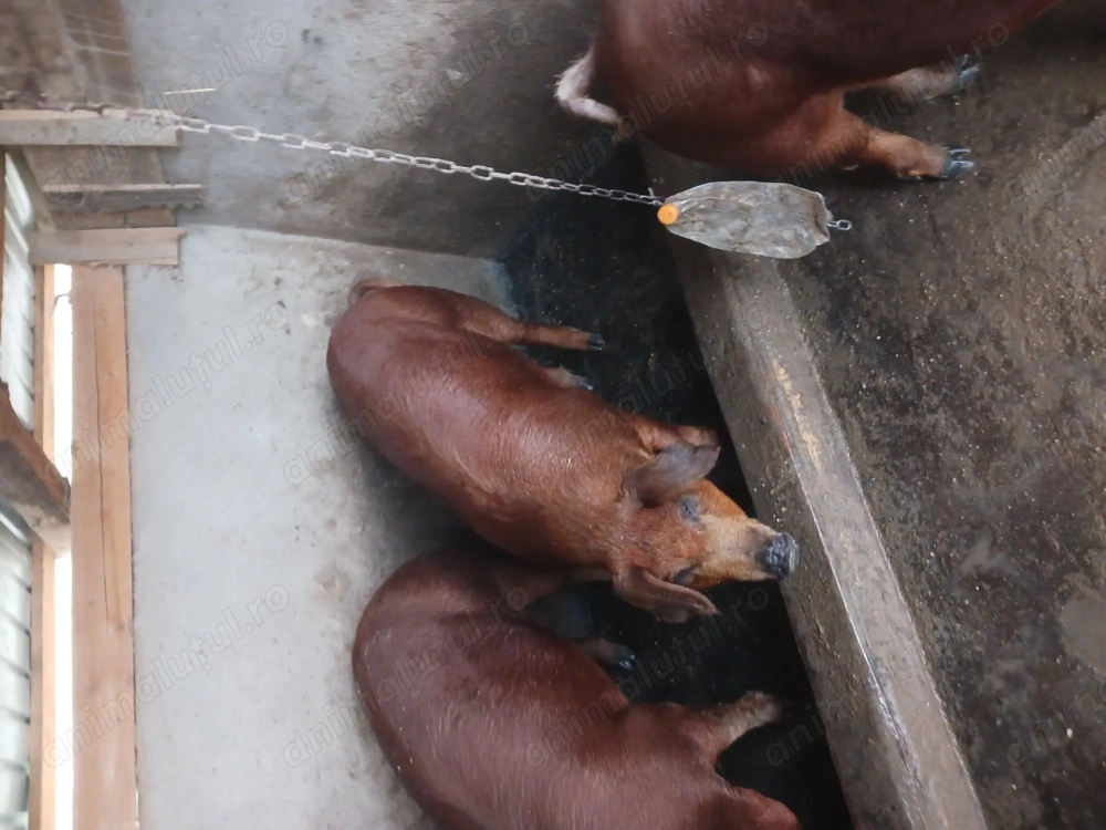 Porci și scrofițe duroc originali pentru sacrificare sau perproducere 