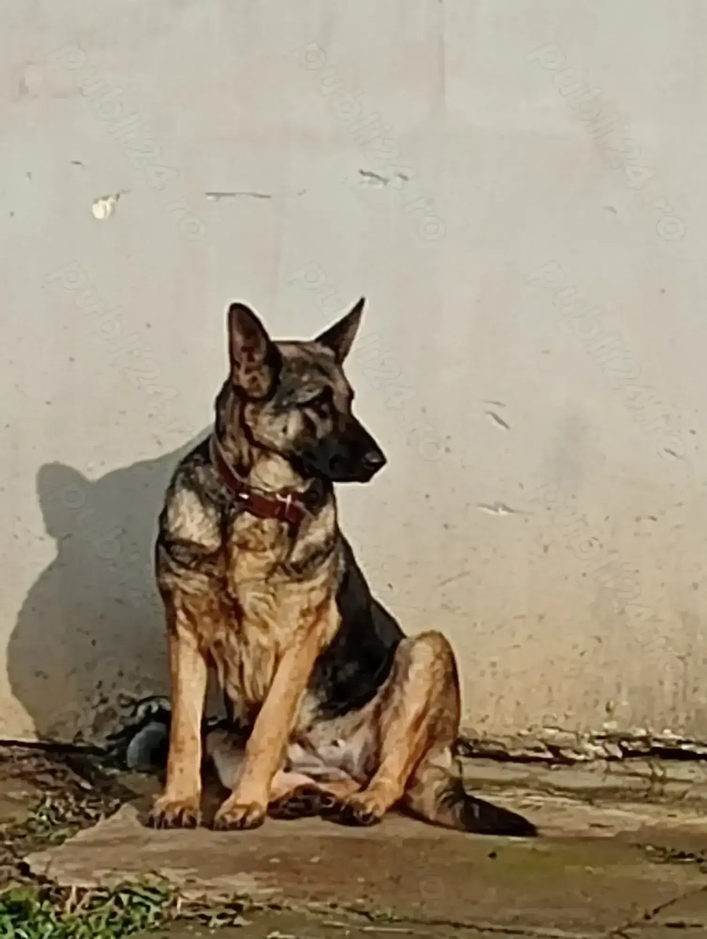 Femelă Ciobanesc german 