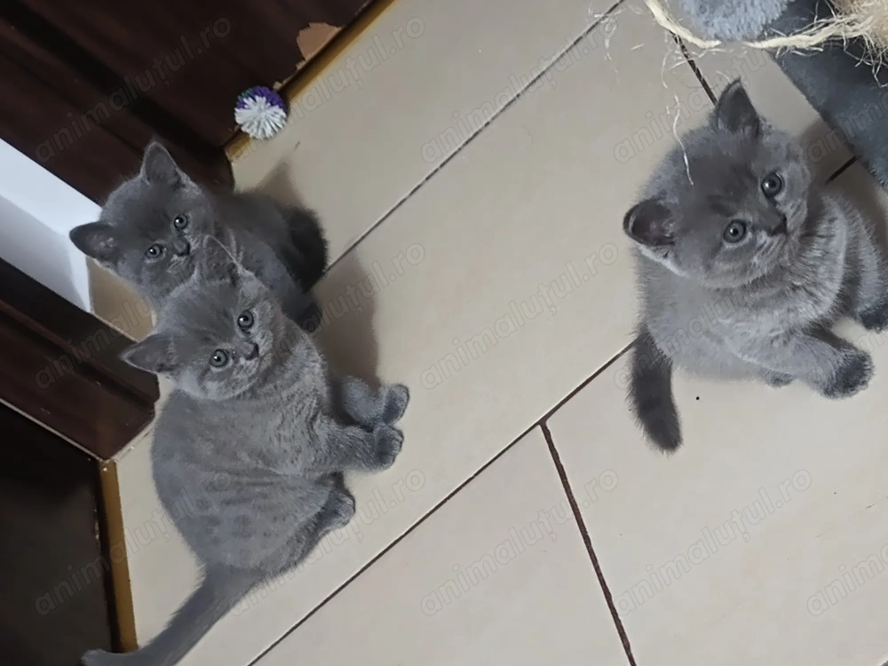 Puiuti superbi din părinți British shorthair 