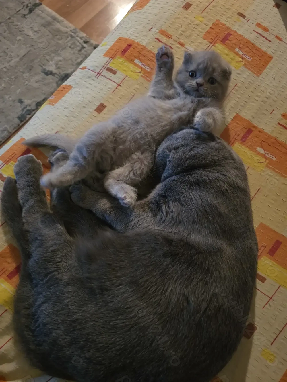 Pisici shorthair british scottish fold