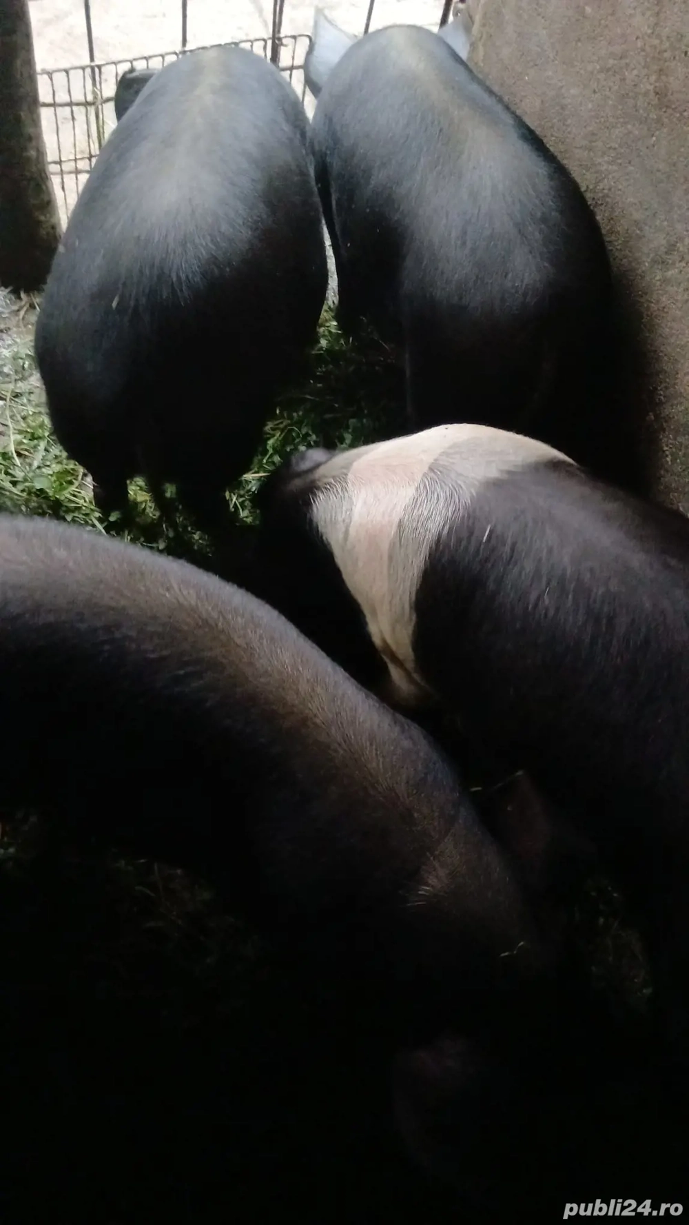 Vand porci bazna 4 luni