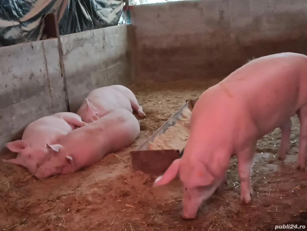 porci de vânzare 
