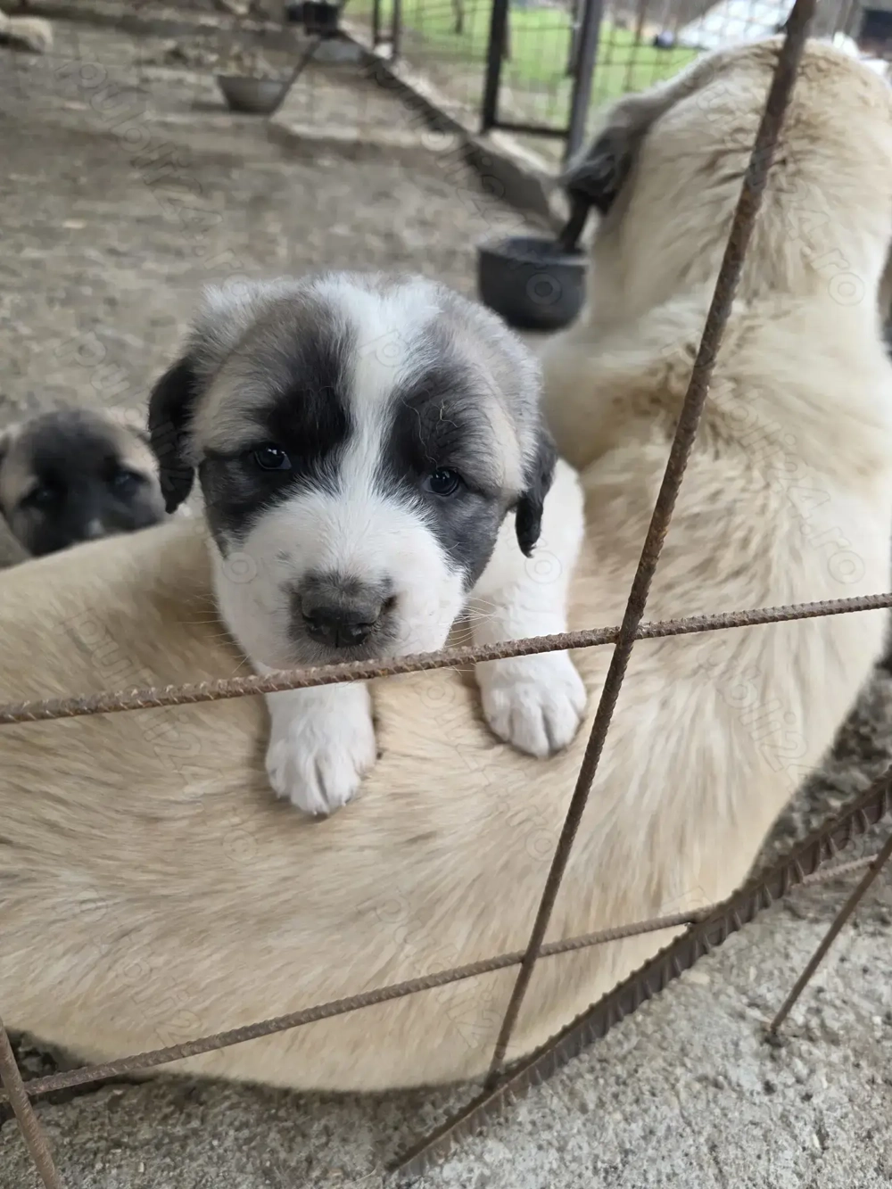 Pui de vanzare metis kangal cu ciobanesc
