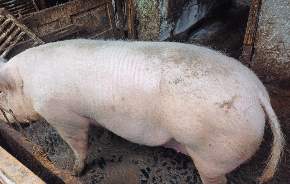 Porci  romanesc de țară 160 kg