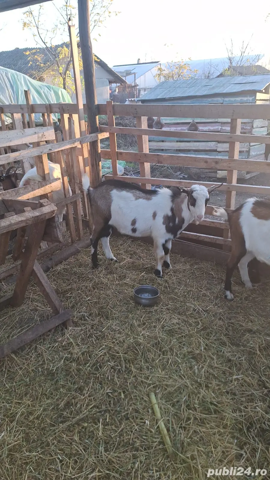 Țapi de curte castrați 25 -30kg  preț 15 lei kg tăiat