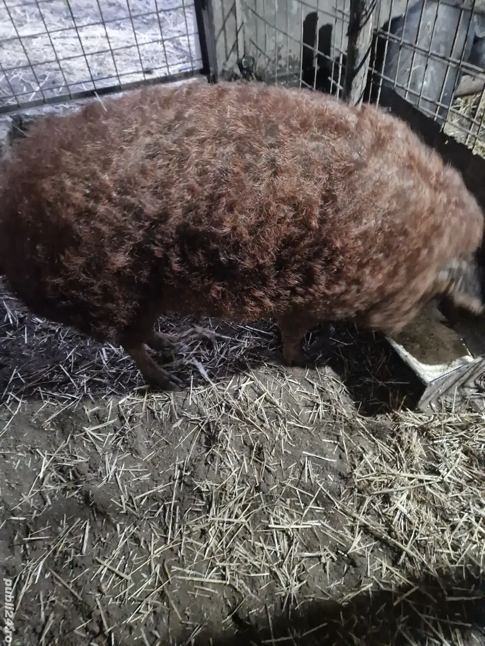 Vând scrofita mangalita 