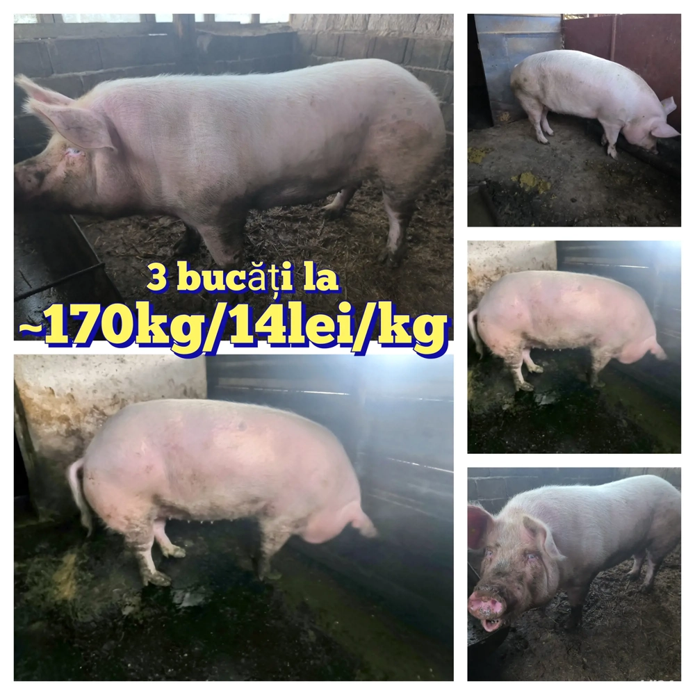 Porci grași 
