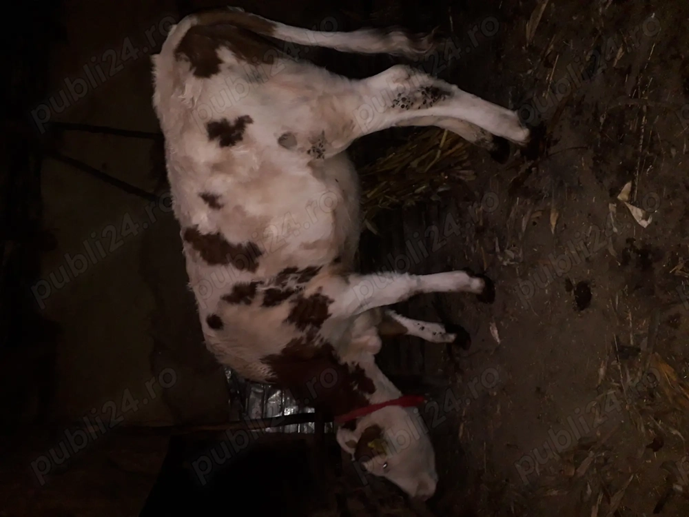 Vand vitica de 10 luni