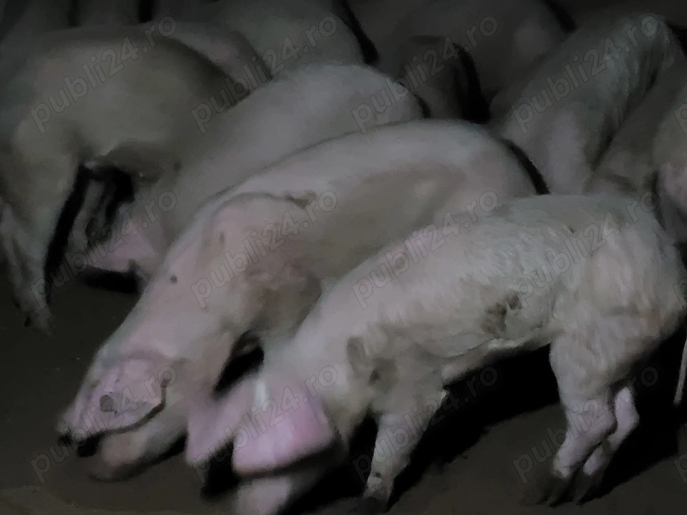 Porci de vânzare 