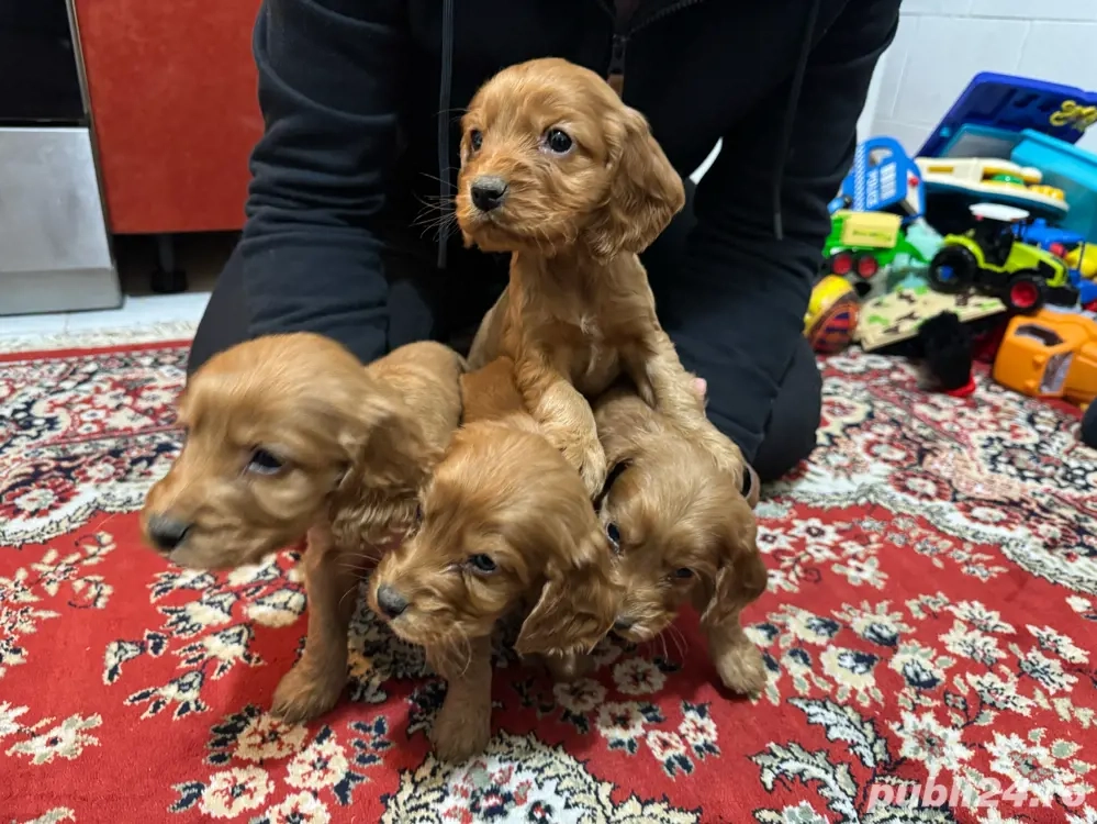 Puiuti Cocker Spaniel 