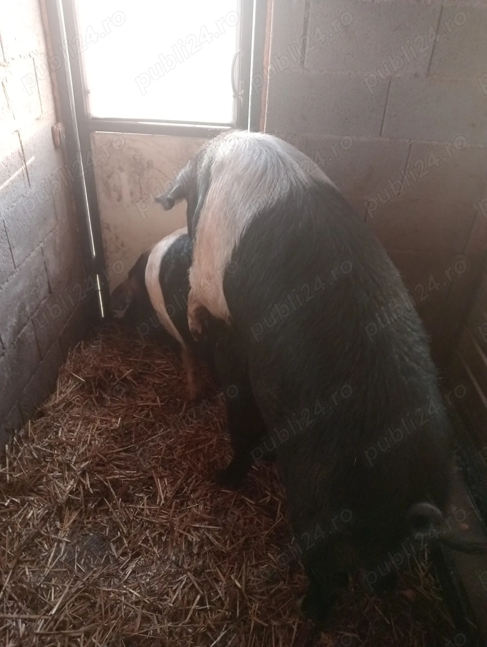 Disponibil vier bazna