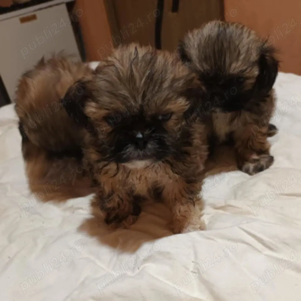 Vand căței Shishtzu 