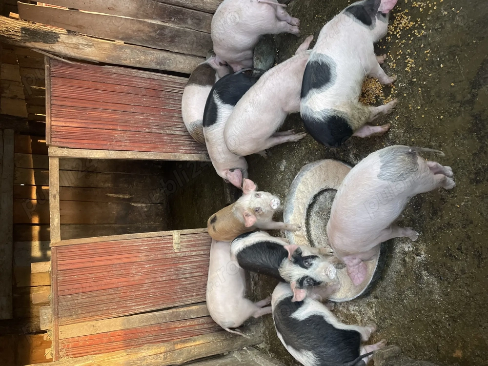 Vând purcei Duroc cu Marele Alb!!