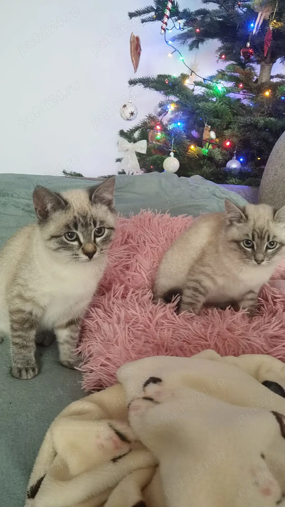 Se dau 2 pui pisica frumoși 