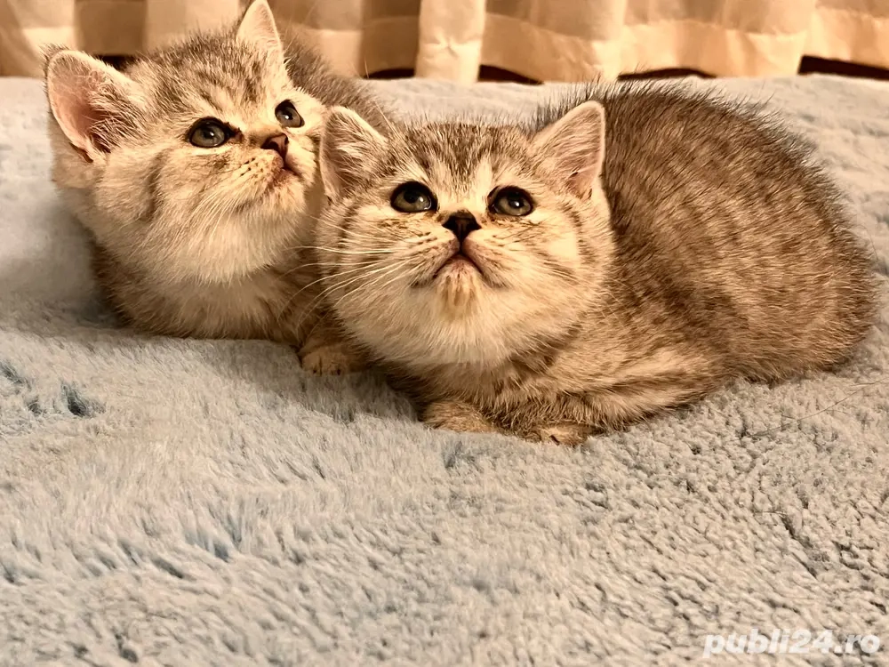 British silver tabby
