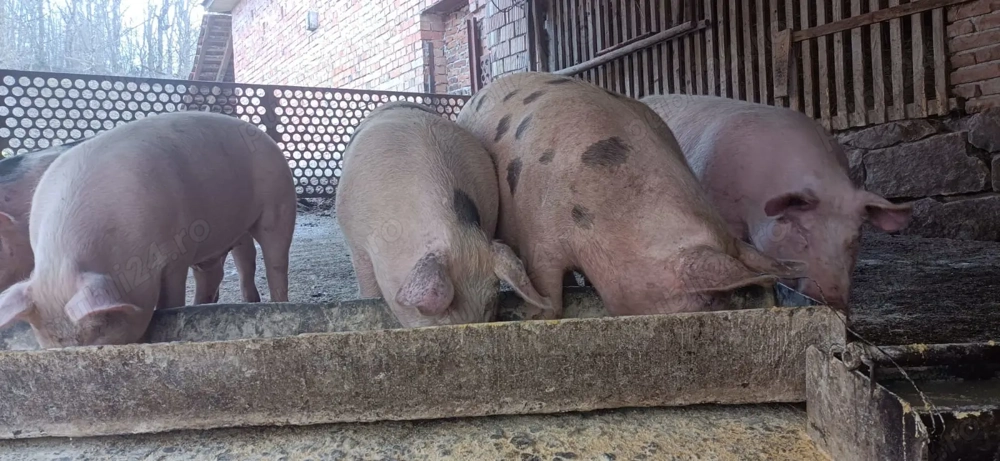 Vând petrani frumoși 