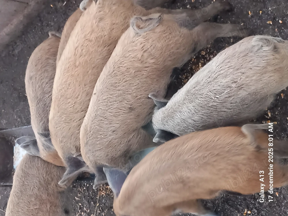 Purceii de vanzare de 3 luni