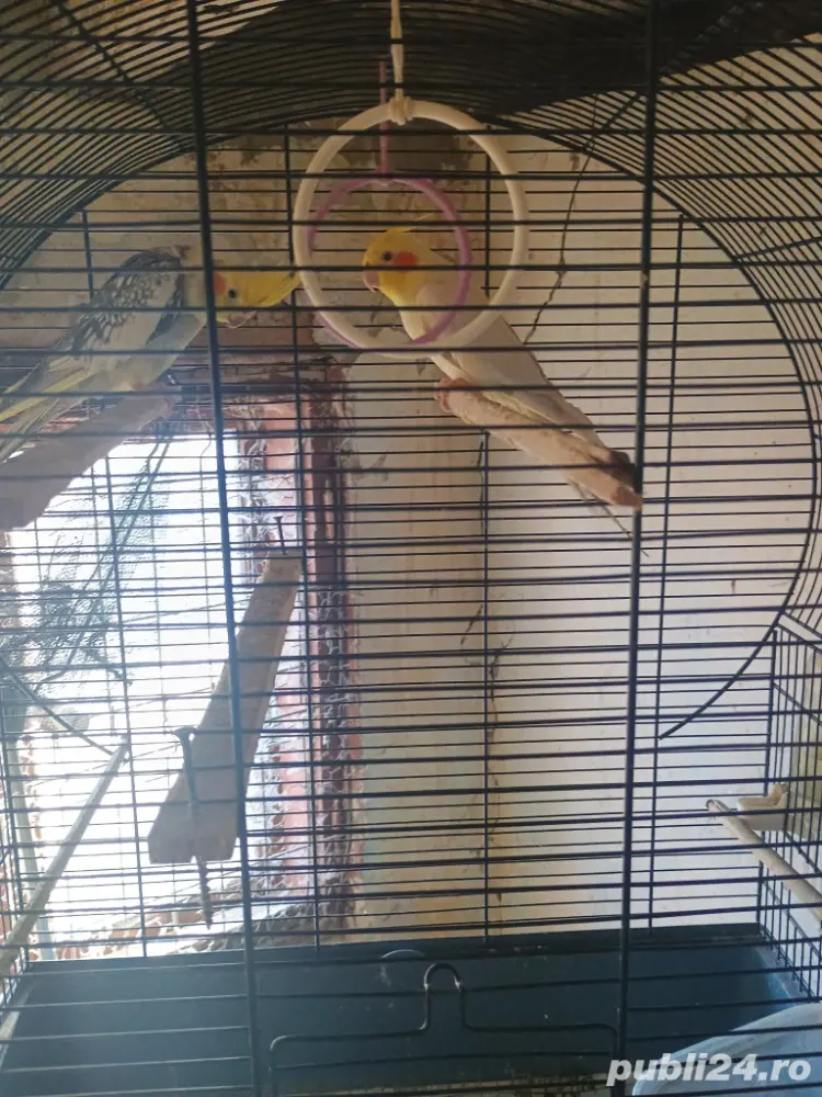 Vand o pereche de nimfe