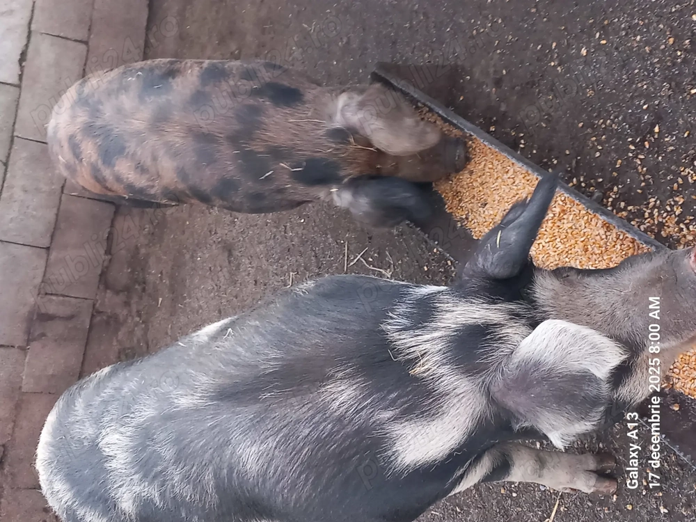 Doua purcele de vanzare 