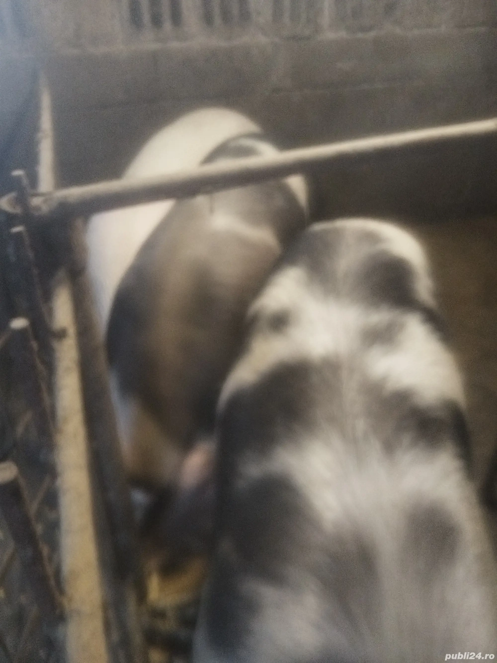 Pt cei interesați sunt 4 buc pt sacrificat între 120 și 170 și cel negru 240 