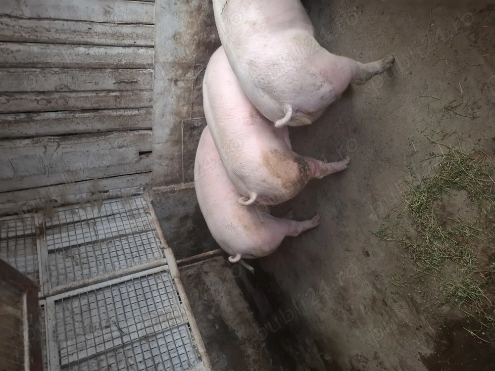 Vind porc marele alb