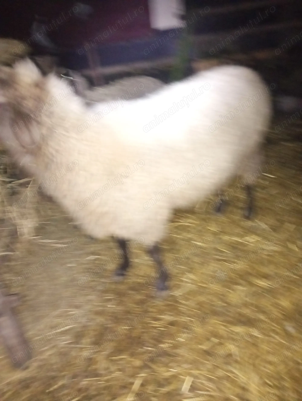 Vând berbec carabasi acum a schimbat dinți îl dau pe bani  2500 lei sau pe 3 oi gestante 