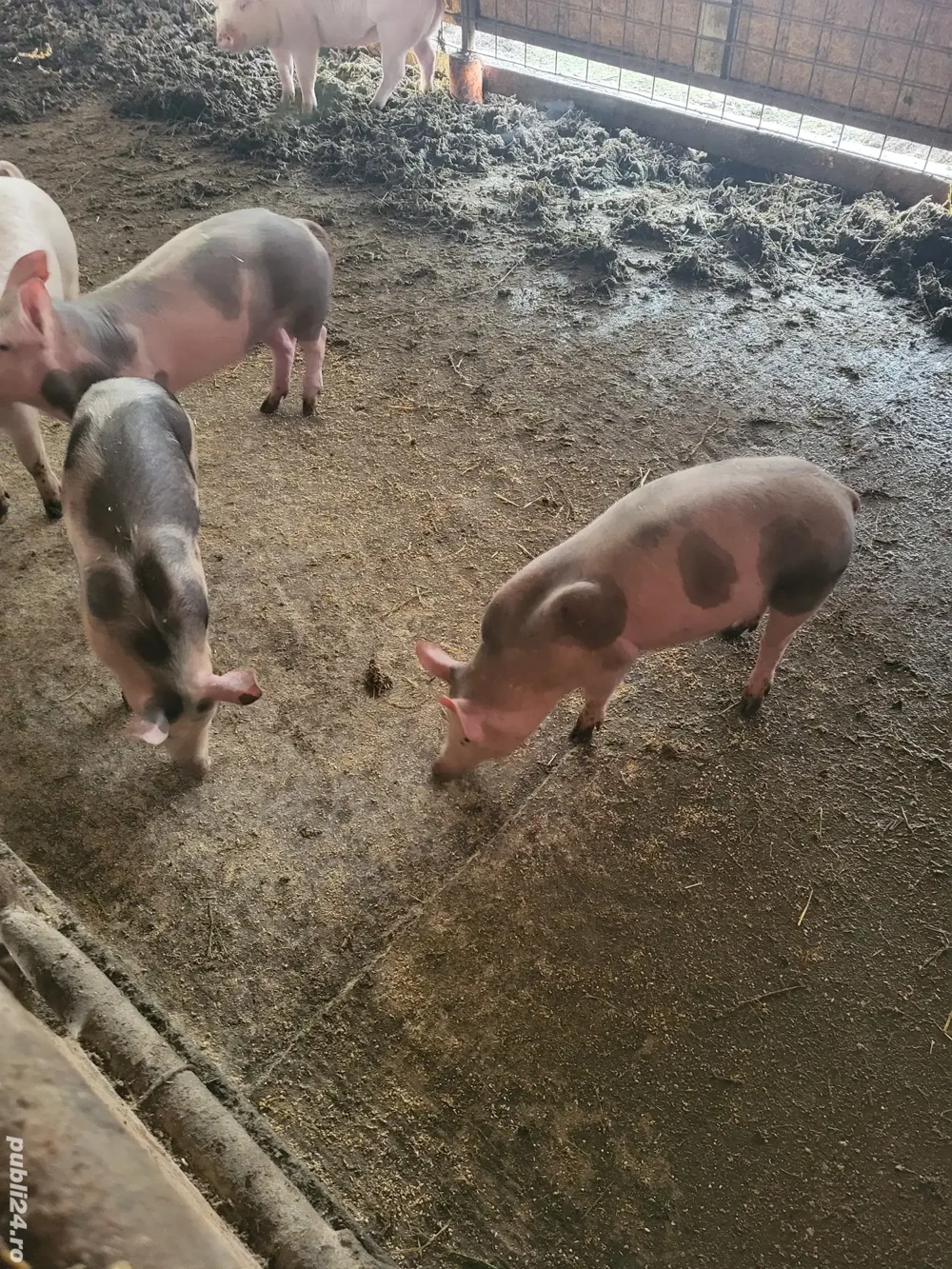 Vand 3 grasuni pietrani 35 kg