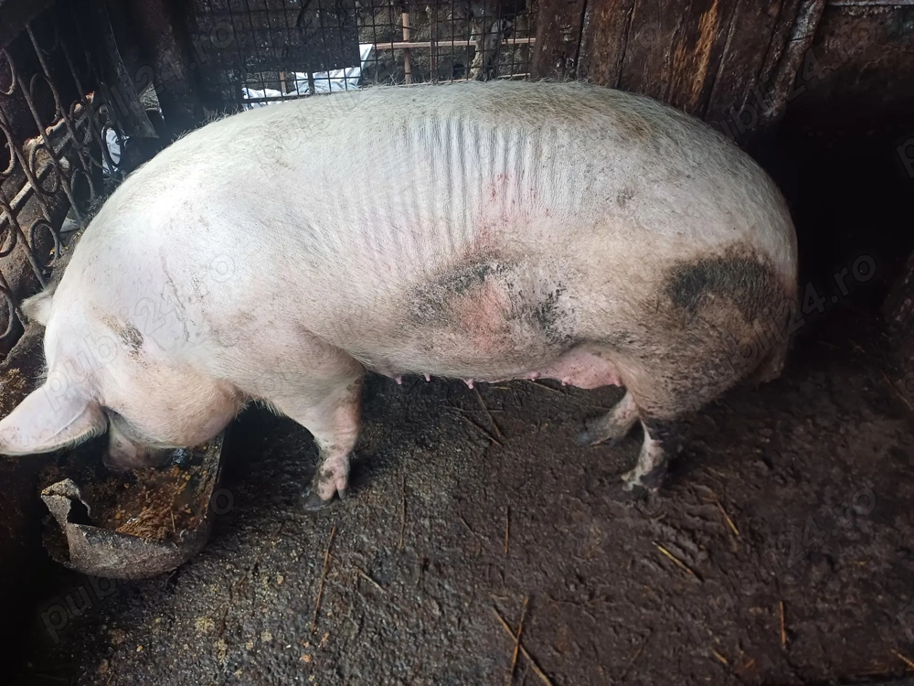 Porc romanesc de țară  170 kg