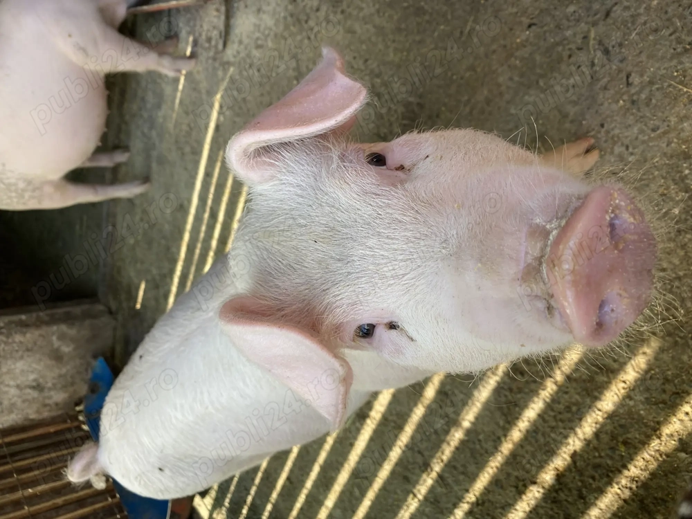 Vând porc pentru Crăciun 