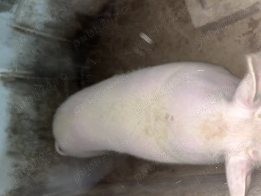 Vând 2 porci !!!