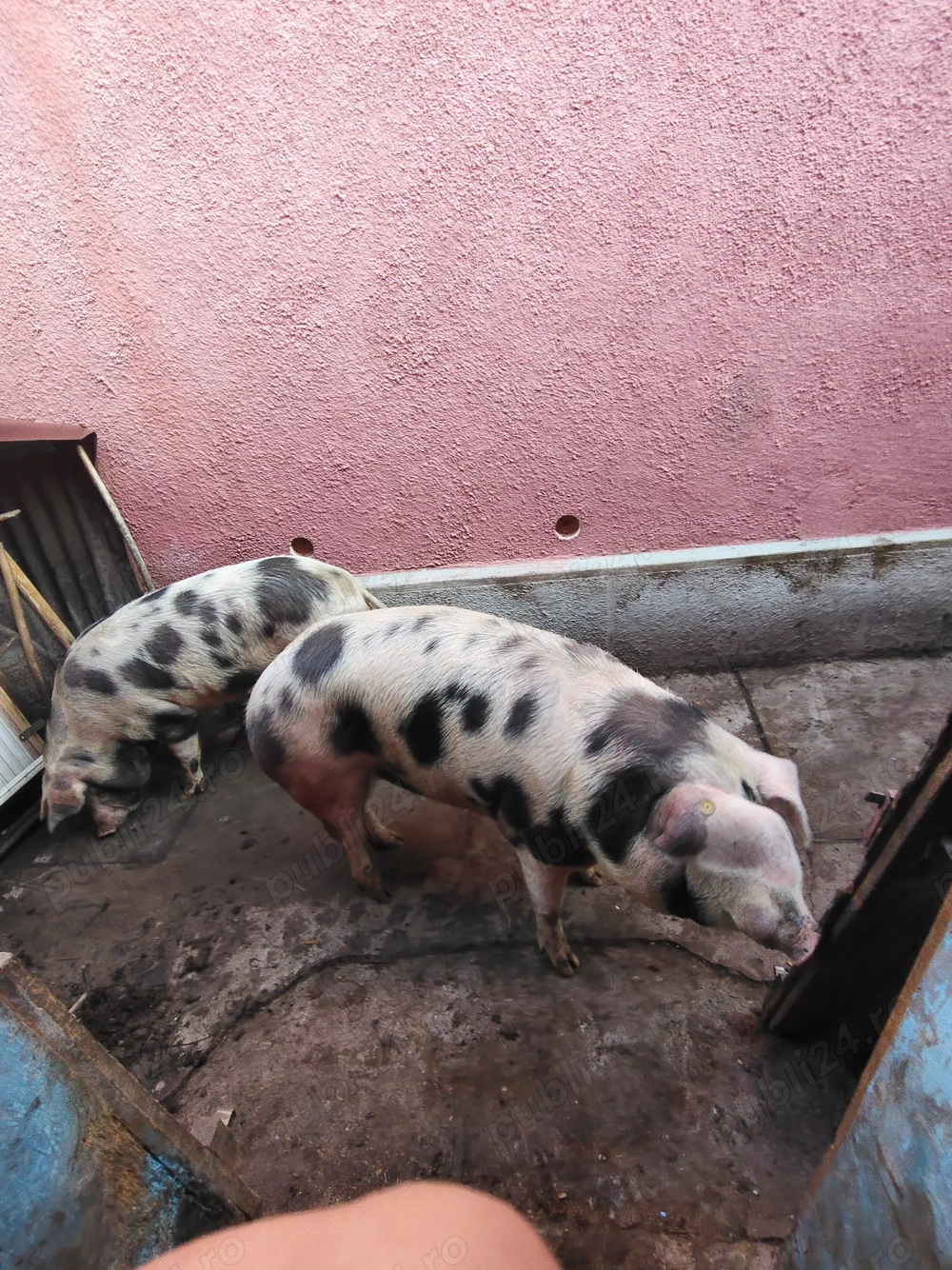 Vand porc pt craciun