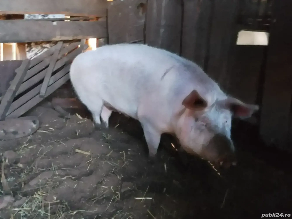 Porc pt Craciun, rasa de carne  