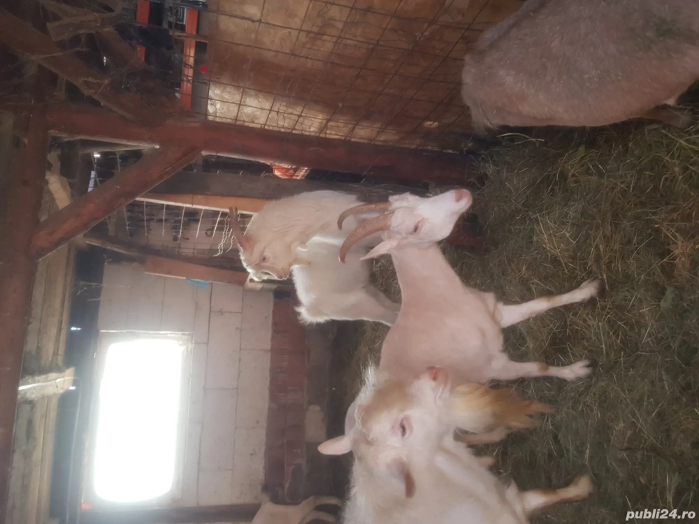 vand capte foarte bune 