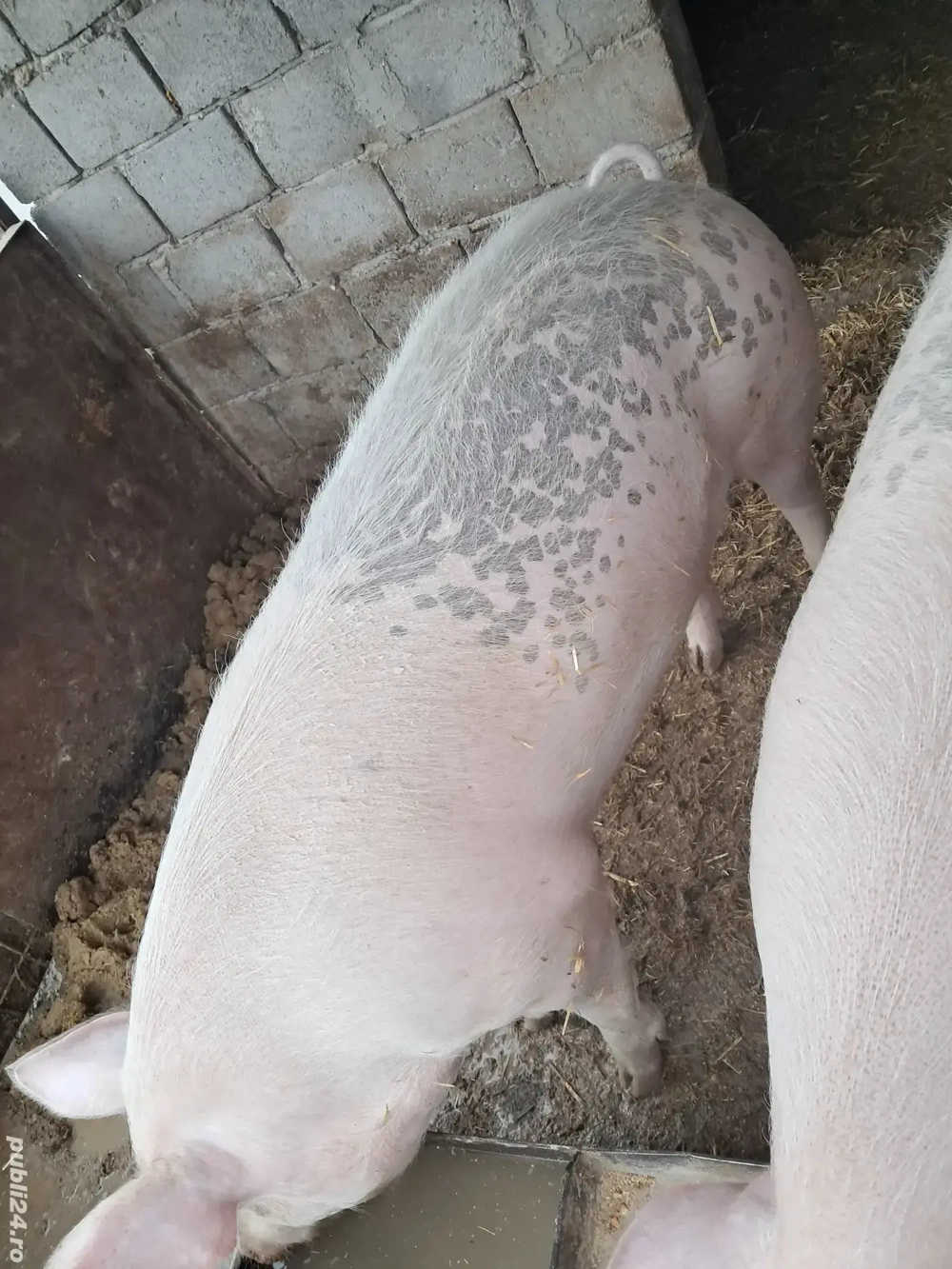 porc de vânzare 